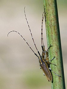 Asphodel Longhorn - Agapanthus asphodeli © John Muddeman